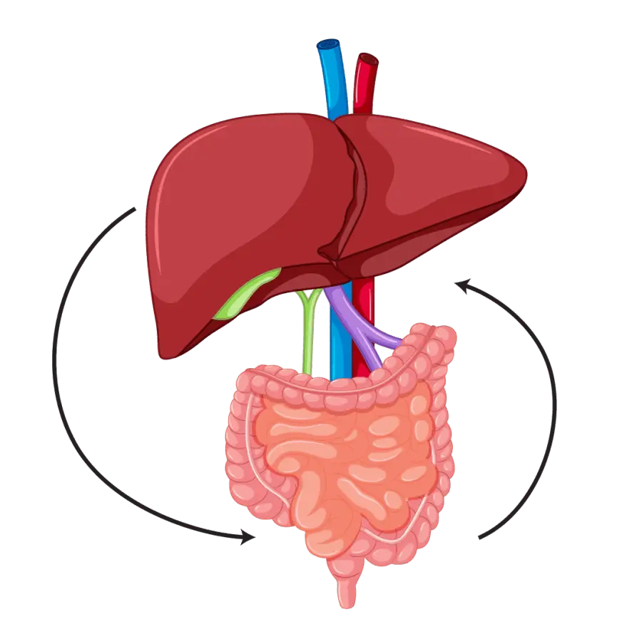 Finessa for gut-liver axis support